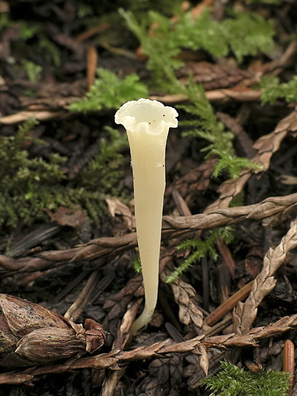 Clavicorona taxophila